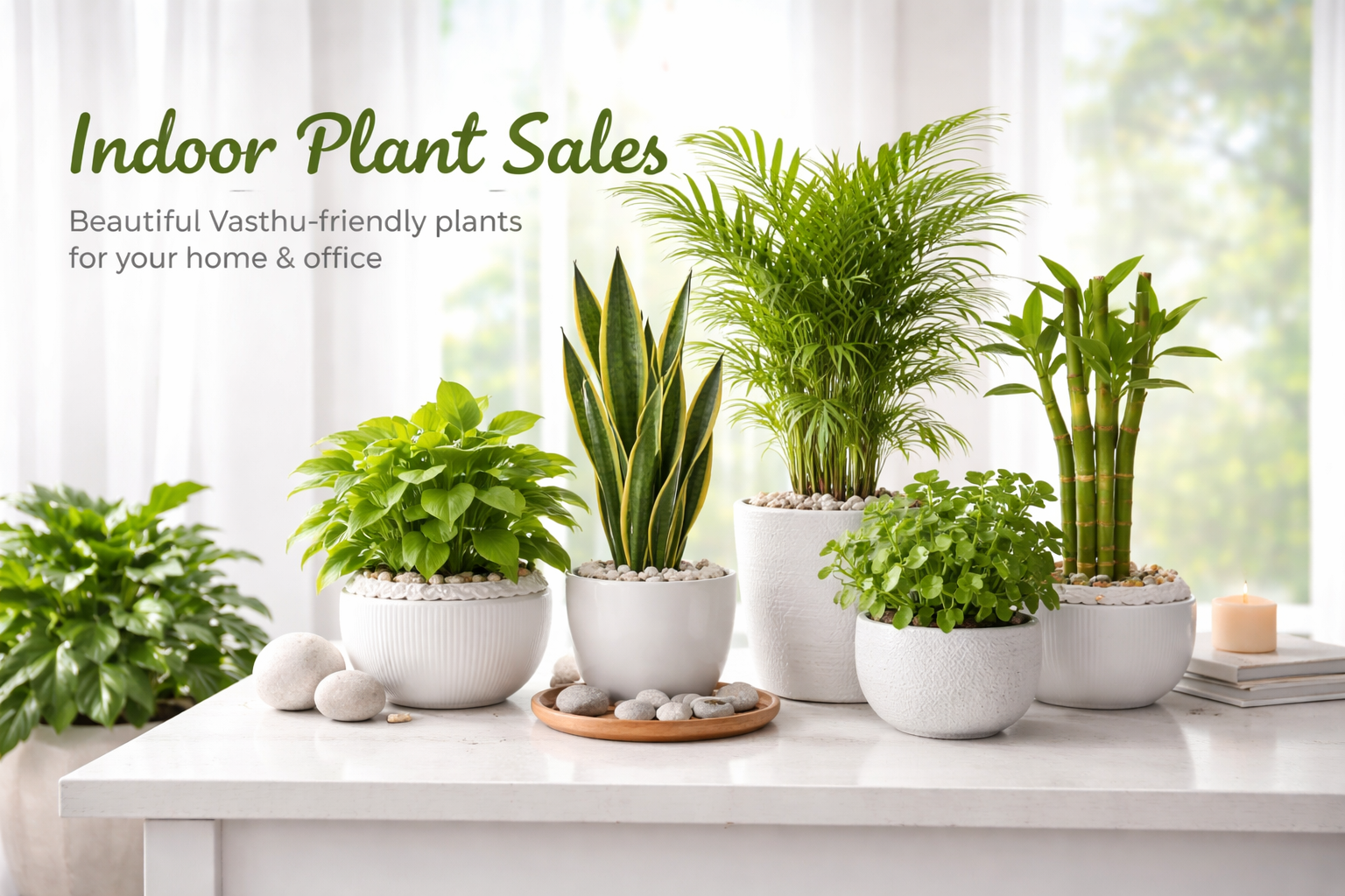 indoor plant's